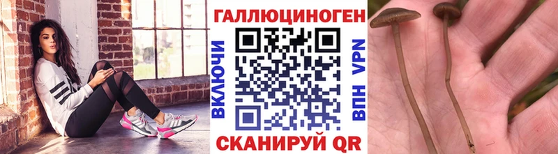 Псилоцибиновые грибы Cubensis  Пущино 